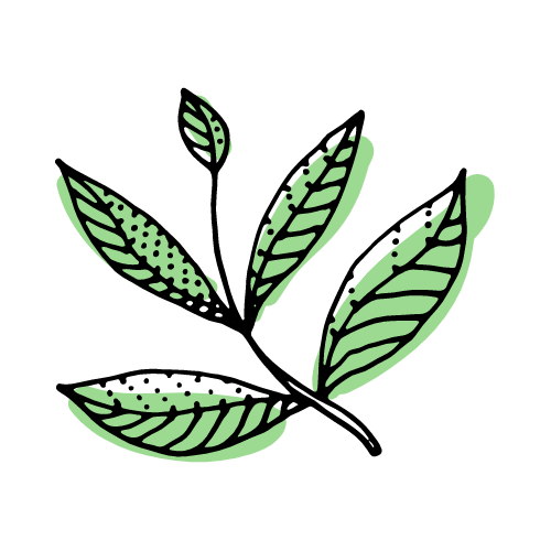 Çay